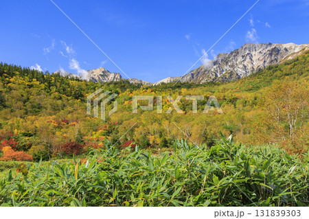 紅葉真っ盛りな栂池自然園 131839303