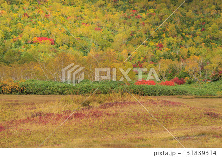 紅葉真っ盛りな栂池自然園 紅葉真っ盛りな栂池自然園 131839314