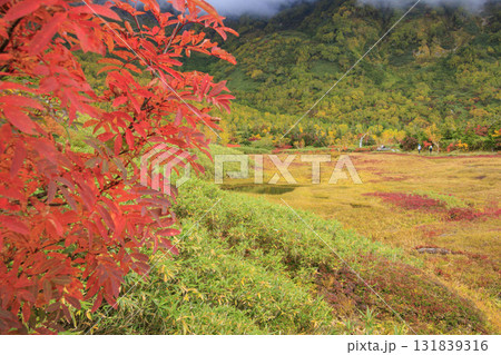 紅葉真っ盛りな栂池自然園 紅葉真っ盛りな栂池自然園 131839316