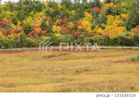 紅葉真っ盛りな栂池自然園 131839319