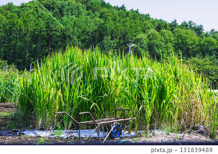 収穫前のマコモダケ 山形村 収穫前のマコモダケ 山形村 131839489