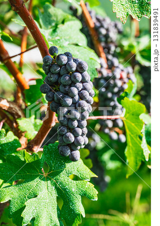 カベルネソーヴィニヨン 131839491