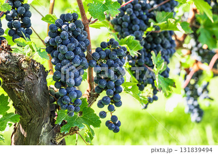 カベルネソーヴィニヨン 131839494