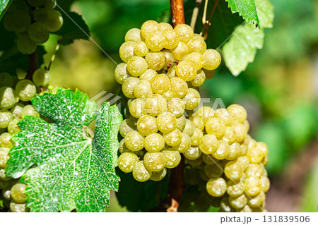 シャルドネ 131839506