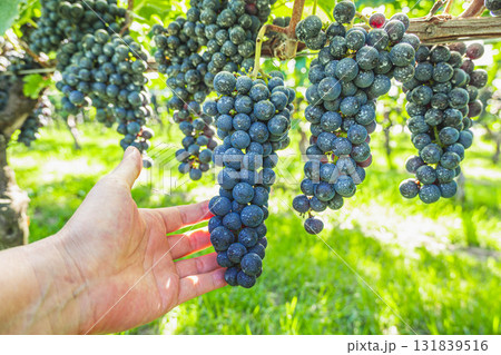 メルロ メルロ 131839516