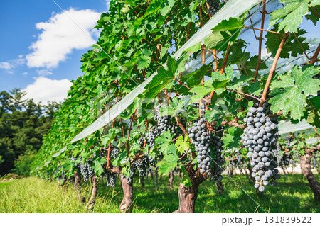 ブドウ畑　カベルネソーヴィニヨン 131839522