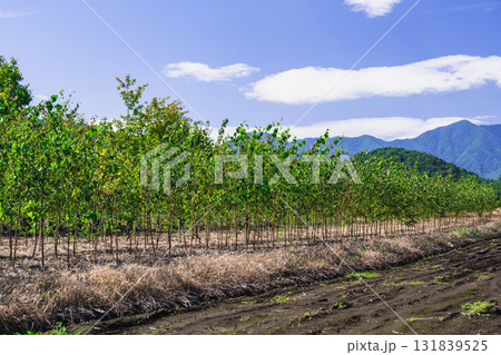 苗木の栽培 山形村 苗木の栽培 山形村 131839525