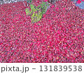散り積もった落ち葉 散り積もった落ち葉 131839538