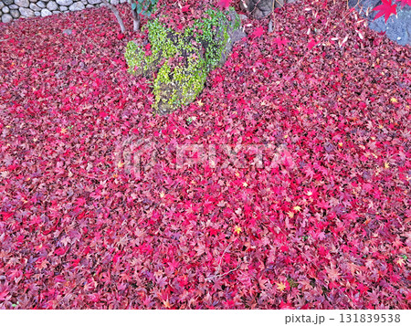散り積もった落ち葉 131839538