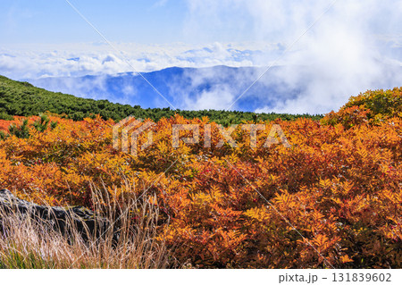 紅葉見頃な乗鞍 紅葉見頃な乗鞍 131839602