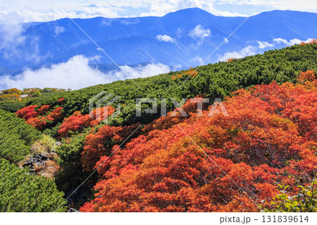 紅葉見頃な乗鞍 131839614