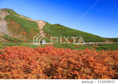 紅葉見頃な乗鞍 131839617