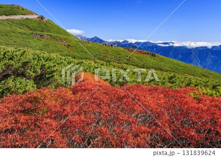 紅葉見頃な乗鞍 紅葉見頃な乗鞍 131839624