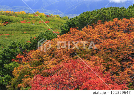 紅葉見頃な乗鞍 紅葉見頃な乗鞍 131839647