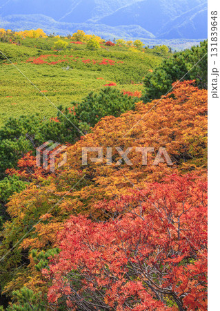 紅葉見頃な乗鞍 紅葉見頃な乗鞍 131839648