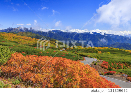 紅葉見頃な乗鞍 131839652
