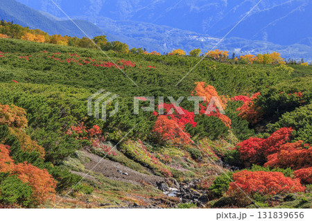 紅葉見頃な乗鞍 131839656