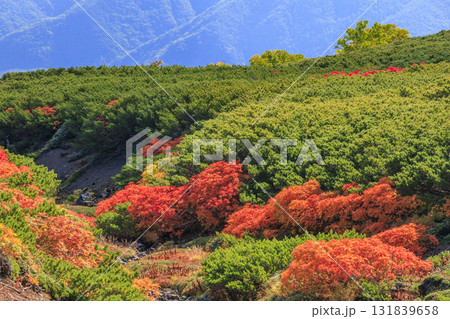 紅葉見頃な乗鞍 131839658