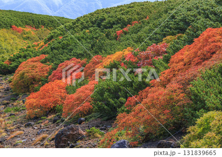 紅葉見頃な乗鞍 紅葉見頃な乗鞍 131839665