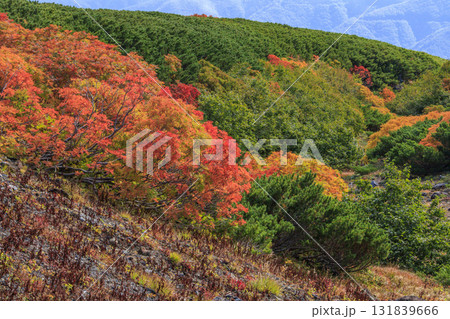 紅葉見頃な乗鞍 紅葉見頃な乗鞍 131839666