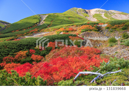 紅葉見頃な乗鞍 紅葉見頃な乗鞍 131839668