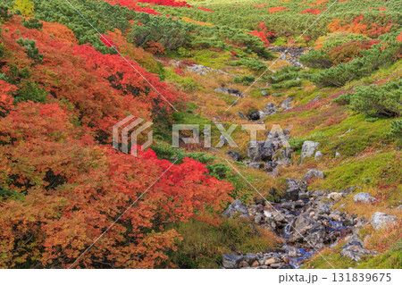 紅葉見頃な乗鞍 紅葉見頃な乗鞍 131839675