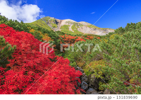 紅葉見頃な乗鞍 紅葉見頃な乗鞍 131839690