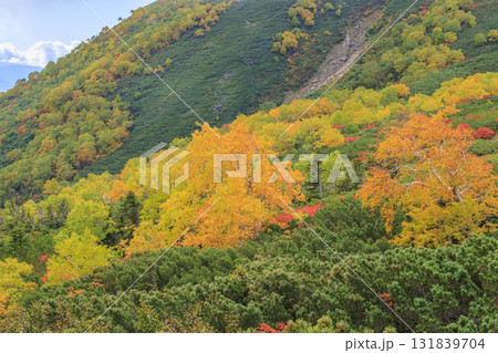 紅葉見頃な乗鞍 131839704