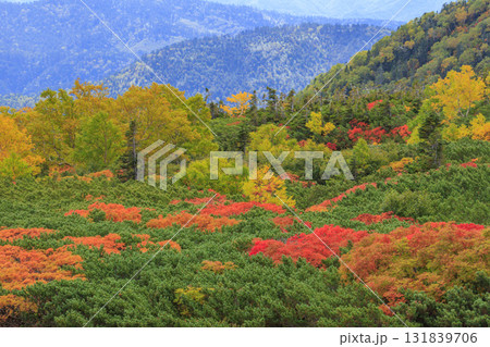 紅葉見頃な乗鞍 131839706