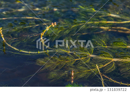 Ceratophyllum demersum aquatic plant in a stream Ceratophyllum demersum aquatic plant in a stream 131839722