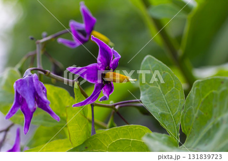 Bittersweet nightshade Solanum dulcamara flowers and buds with leaves. Place for text 131839723