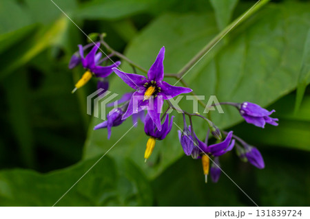 Bittersweet nightshade Solanum dulcamara flowers and buds with leaves. Place for text Bittersweet nightshade Solanum dulcamara flowers and buds with leaves. Place for text 131839724