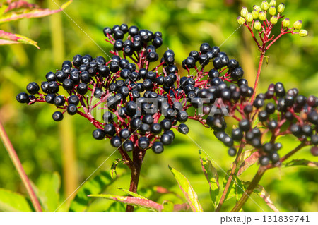 Black danewort Sambucus ebulus berries close-up at summer Black danewort Sambucus ebulus berries close-up at summer 131839741