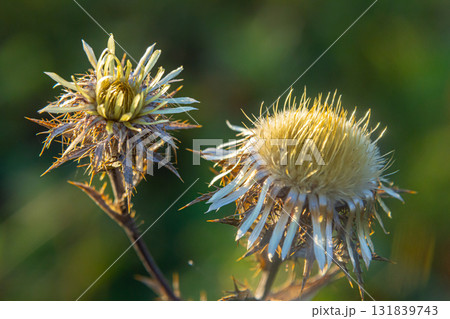 Carlina biebersteinii plant at field at nature. Carlina vulgaris or Carline thistle, family Asteraceae Compositae. Carlina corymbosa 131839743