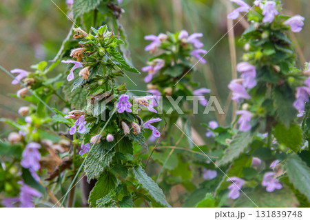 Hluchavka Lamium Tryphon Tournesol, pink Hluchavka Lamium Tryphon Tournesol, pink 131839748