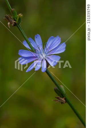 Beautiful chicory flowers grow on stems in the wild. Field of wild herbal plants. Green blurred natural background 131839749