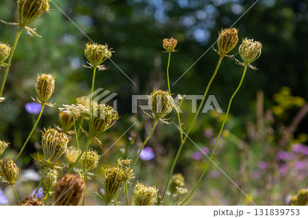 Daucus carota known as wild carrot blooming plant Daucus carota known as wild carrot blooming plant 131839753