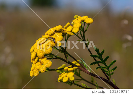 Tansy Tanacetum vulgare wild plant in summer Tansy Tanacetum vulgare wild plant in summer 131839754