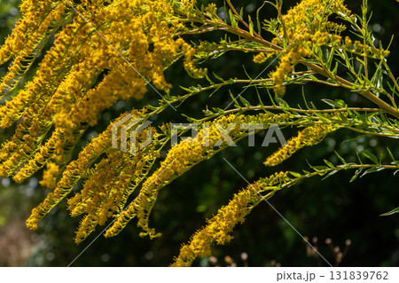 Canadian goldenrod, cluster of small yellow flower heads, close up. Solidago canadensis or brendiae is an ornamental perennial herb, herbaceous flowering plant of the family Asteraceae, Compositae 131839762