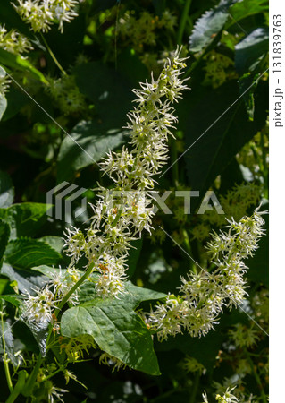 Wild cucumber, Echinocystis lobata white flowers closeup selective focus 131839763