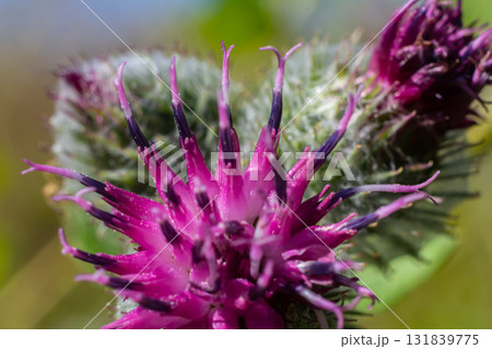 Arctium tomentosum, commonly known as the woolly burdock is a species of burdock belonging to the family Asteraceae Arctium tomentosum, commonly known as the woolly burdock is a species of burdock belonging to the family Asteraceae 131839775