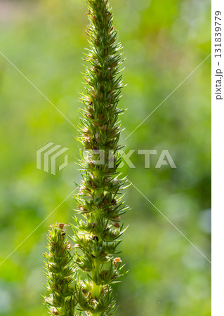 Amaranthus retroflexus, true to one of its common names, forms a tumbleweed. It may be native to the Neotropics or Central and Eastern North America. This plant is eaten as a vegetable in different 131839779