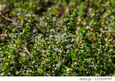 Thick carpet of herbaceous plant Polygonum aviculare otherwise Bird Highlander, knotweed, grass-ant, goose grass, bird buckwheat with buds. Thick carpet of herbaceous plant Polygonum aviculare otherwise Bird Highlander, knotweed, grass-ant, goose grass, bird buckwheat with buds. 131839787