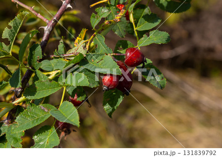 Red dog rose berries in autumn season. Many Red rosehip fruits and green leaves in sunny day 131839792