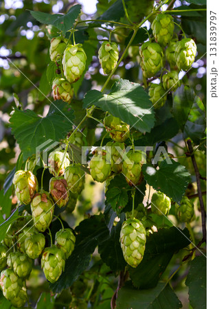 Hops flowers, of the hop plant Humulus lupulus, for beer production growing in the Bavaria by the Danube river on a sunny day Hops flowers, of the hop plant Humulus lupulus, for beer production growing in the Bavaria by the Danube river on a sunny day 131839797