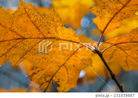 Oak leaves turning colors still on the branches of the tree being backlit by the bright sunlight of the autumn season 131839807
