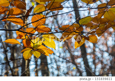 Autumn coloured beech leaves on a grey background in a forest. Autumn nature 131839811