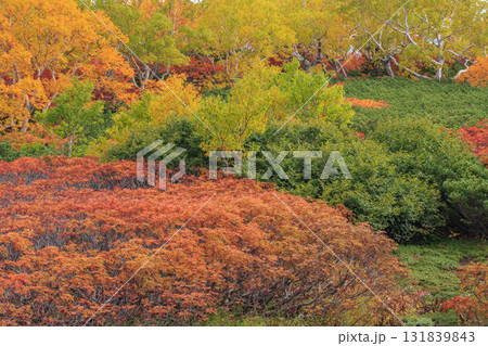 紅葉見頃な乗鞍 131839843