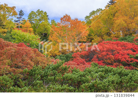 紅葉見頃な乗鞍 131839844