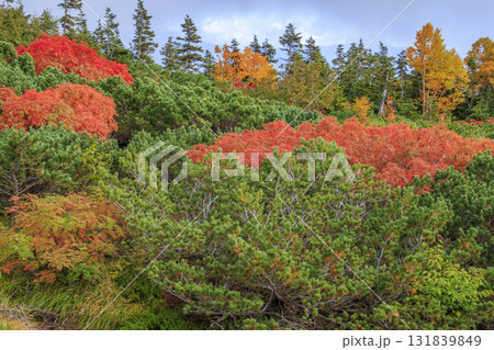 紅葉見頃な乗鞍 紅葉見頃な乗鞍 131839849